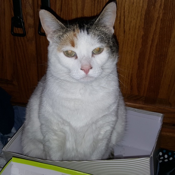 🐈🐾 Follow Game 🐈🐾 Like to play tag & share - Picture 3 of 10